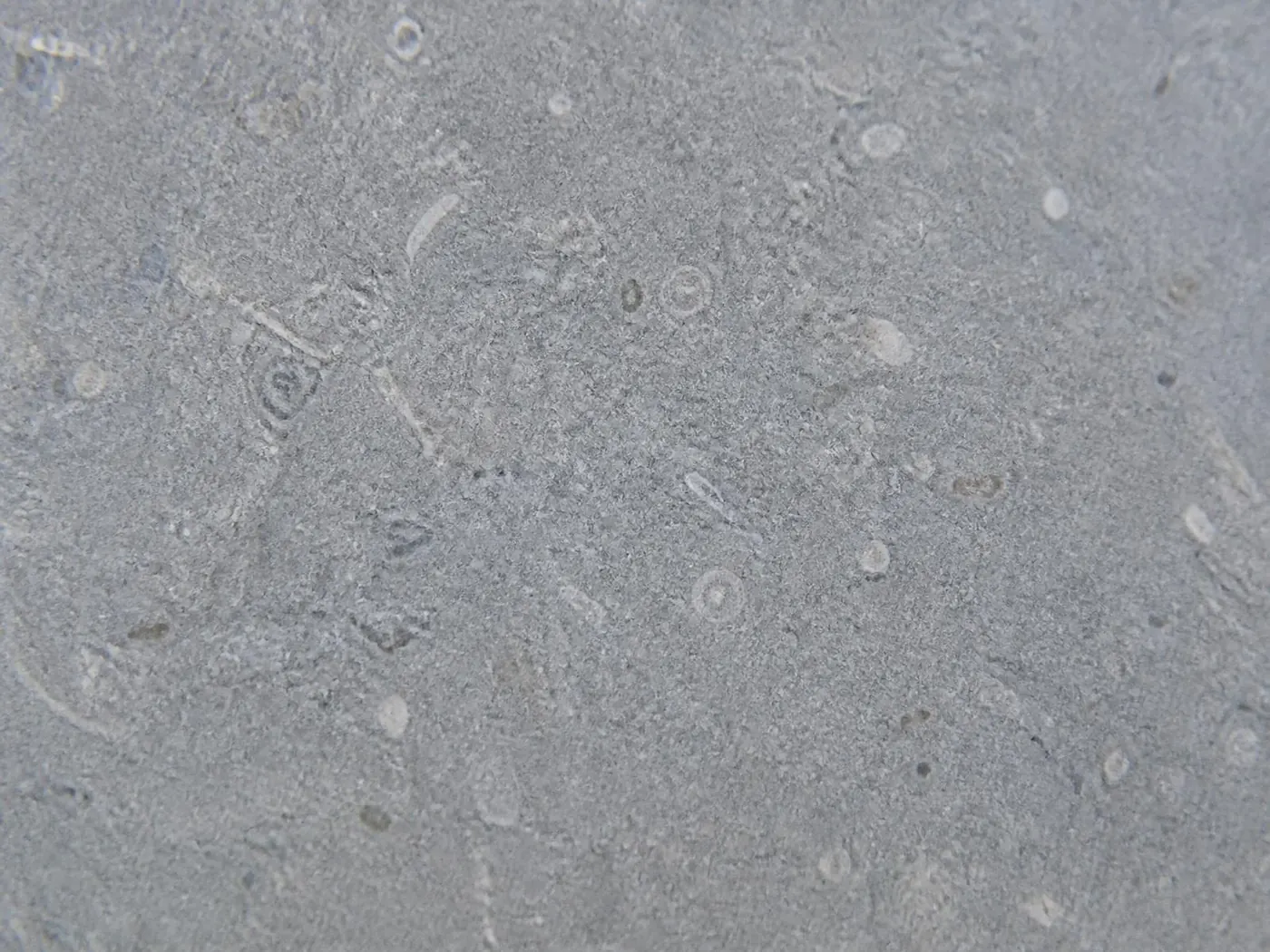 Close macro view of the surface of blue-grey Shahabad limestone, fine grain and light fossil detail